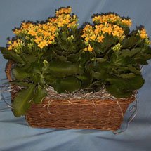 Kalanchoe Plant Basket